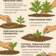 Cara Menanam Tembakau