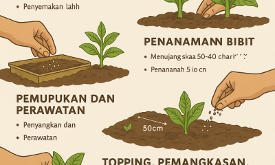 Cara Menanam Tembakau