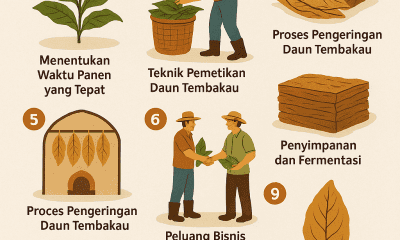 cara panen tembakau