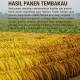 hasil panen tembakau