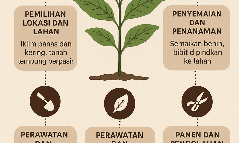 Cara Budidaya Tembakau