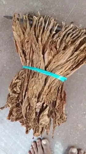 Cara Pembuatan Rokok Tembakau