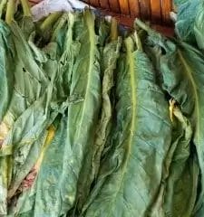 tembakau hijau