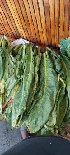 tembakau hijau